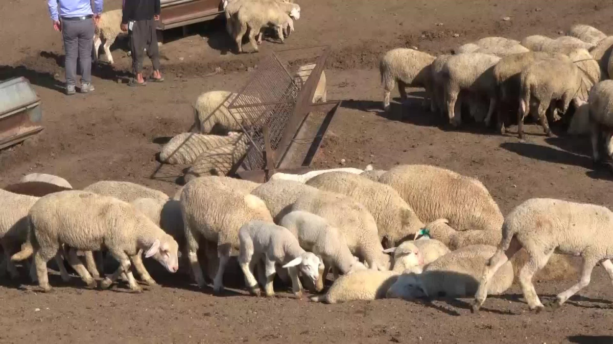 ankara-damizlik-koyun-ve-keci-yetistiricileri-birligi-baskani-kucukbas-kurbanlik-tercih-ediliyor-89P9OqYD.jpg
