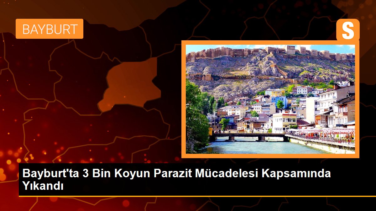 bayburtta-3-bin-koyun-parazit-mucadelesi-kapsaminda-yikandi-QlNUO8Ts.jpg