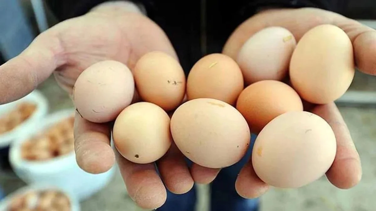 66cd77ac26f5e682__w1200xh675