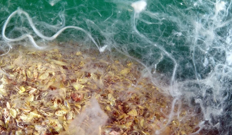 Kocaeli Gölcük’te Müsilaj Alarmı: Deniz Ekosistemi Tehlikeli Altında