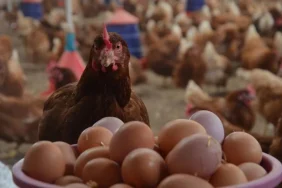 67bd6020cb59b855__w1200xh675