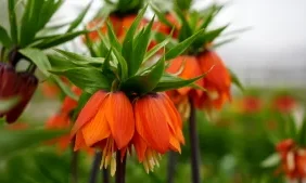 67f7624b72264290-300x169