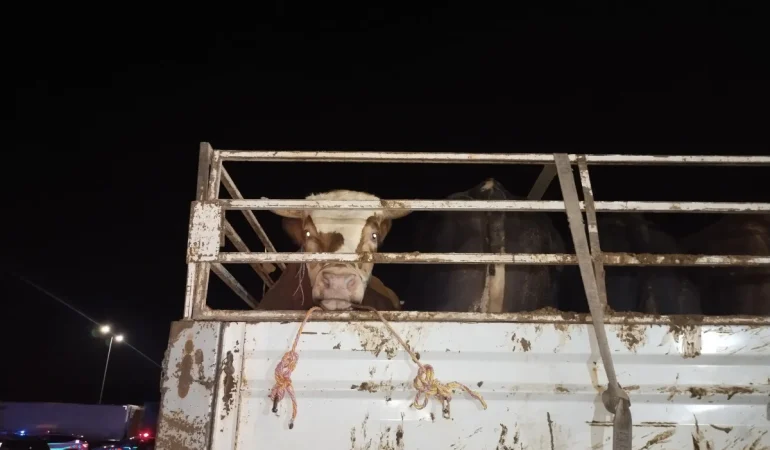 İSTANBUL’A KURBANLIK HAYVAN GİRİŞLERİ BAŞLADI