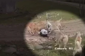 68301ed30a56a207__w1200xh727