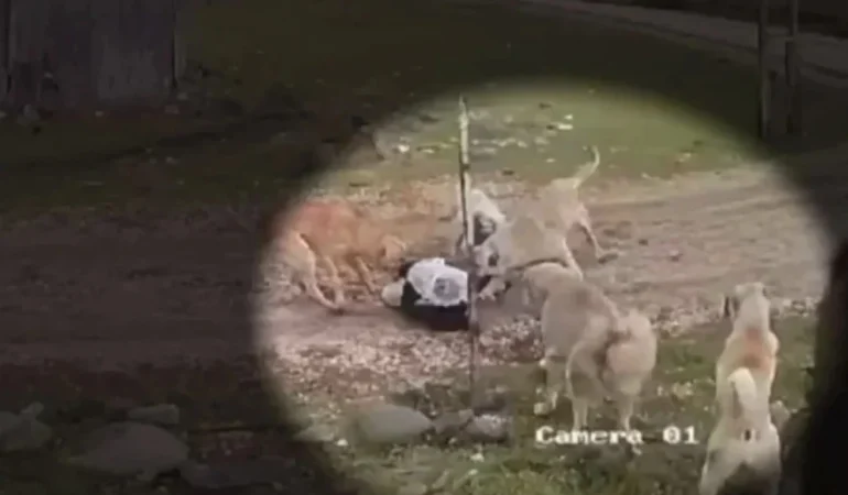 İSTANBUL, İZMİR VE ESKİŞEHİR’DE BAŞIBOŞ KÖPEK EYLEMİ