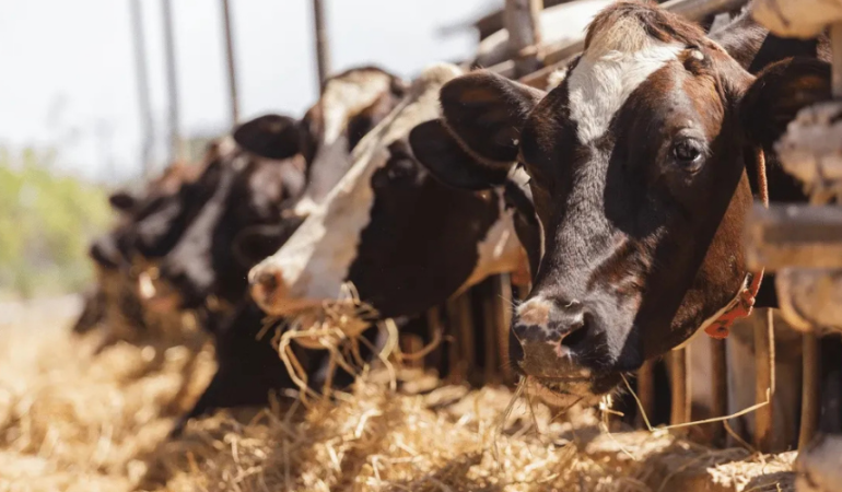 KURBANLIK ALIRKEN DİKKAT! İNTERNETTEN ALIŞVERİŞTE DOLANDIRICI TUZAĞI