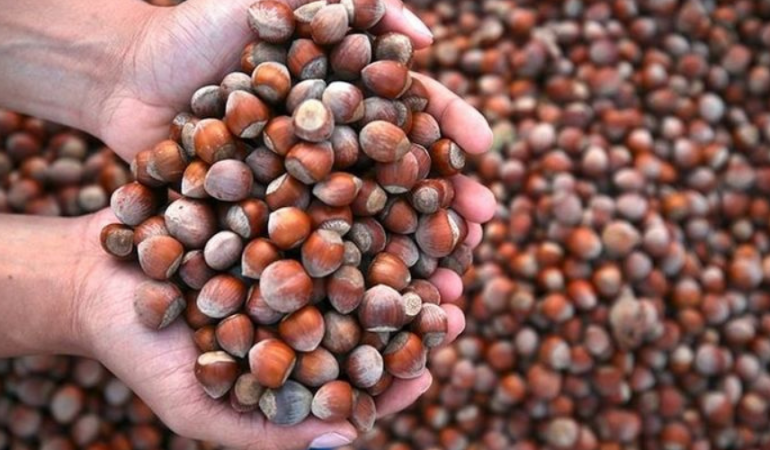 FINDIK DEVİ FİSKOBİRLİK İFLASIN EŞİĞİNDE: 87 YILLIK TARİH SATIŞA ÇIKIYOR