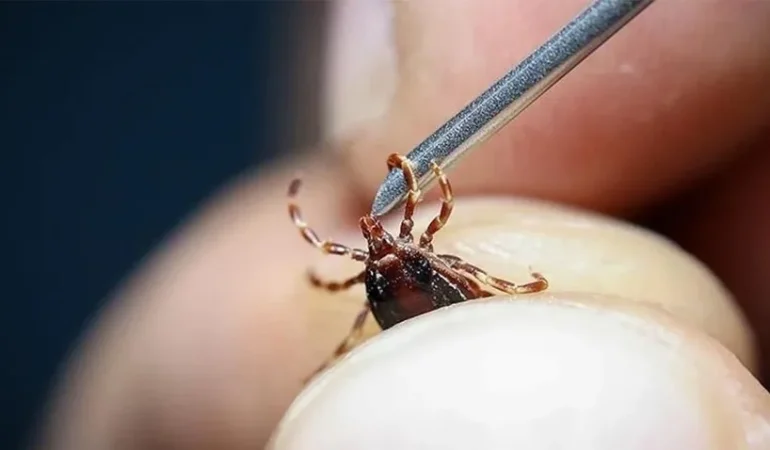 İSTANBUL’UN SARIYER İLÇESİNDE KENE ALARMI