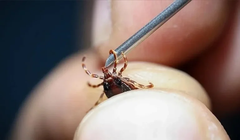 İstanbul’u Kene Bastı! Profesörden Korkutan Uyarı